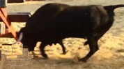 Toro asesinado en Moncada.