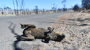 Canguro muerto quemado en Australia.