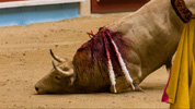 Un toro asesinado en la plaza.