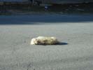 Perrito atropellado en Masías.