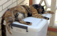 La gata Susi.