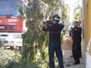 Bomberos cortando un pino.
