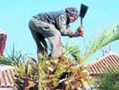Podando una palmera.