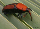 Picudo rojo.