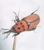 Picudo rojo.