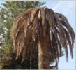 Palmera muerta por el picudo