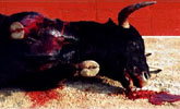 Toro maltratado y asesinado.