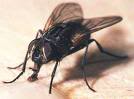 Mosca.