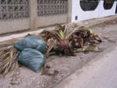 Restos de palmera por las calles de Masías.