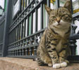 Gato 'guardian' del Hermitage de San Petesburgo.