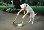 Perro recogiendo sus cacas.