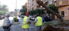 Recogida de una palmera muerta.