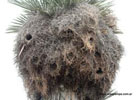 Nido de cotorras.