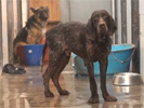 Perros en una protectora de animales.