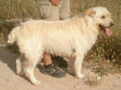 El perro Fabio.