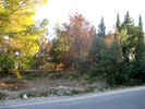 Pinada en Masías.