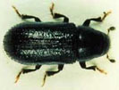 Barrenillo de los pinos.