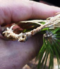 Detalle de los insectos sobre los pinos.