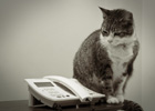 Gato esperando una llamada de teléfono.