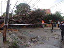 Árboles arrancados por el viento.