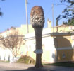 Palmera del apeadero de Masías.