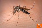 Mosquito tigre.