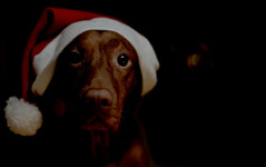 Perro con gorro de Papa Noel pero triste.