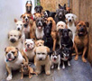 Grupo de perros desilusionados.
