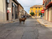 Toro por la calle en Moncada.