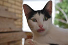 Gata burlona.