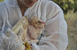 Gallina rescatada.