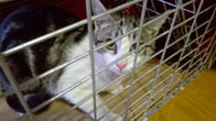 Gata cazada para llevar al veterinario.