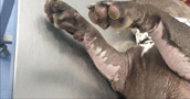 Heridas en las patas del perro.