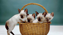 Camada de gatitos.