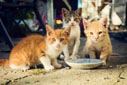 Colonia de gatos.
