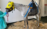 Caballo enfermo.