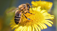 Abeja en una flor.