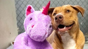 Perro Sisu con su unicornio de peluche.