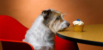 Perrito.