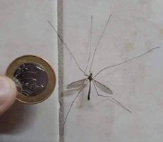 Típula junto a una moneda.