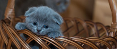 Gato siberiano.