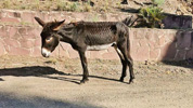 Burro esquelético.