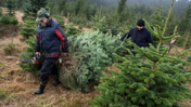 Extracción de árboles en una plantación de abetos navideños.