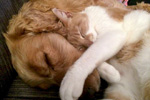 Un perro y un gato durmendo.