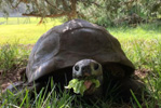 La tortuga Jonathan.
