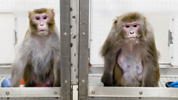 Simios utilizados para investigación biomédica.
