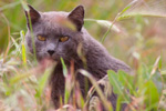 Gato.