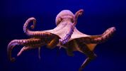 Pulpo.
