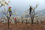 Agricultores polinizan a mano.