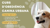 Curs d’obediència canina!